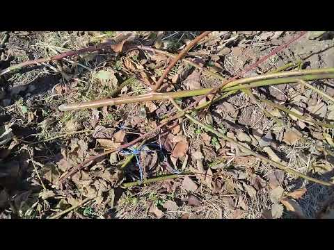 Видео: Ежевика Натчез, результат зимовки. 2.04.25