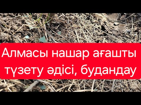 Видео: Алма ағашын будандау #прививка яблони