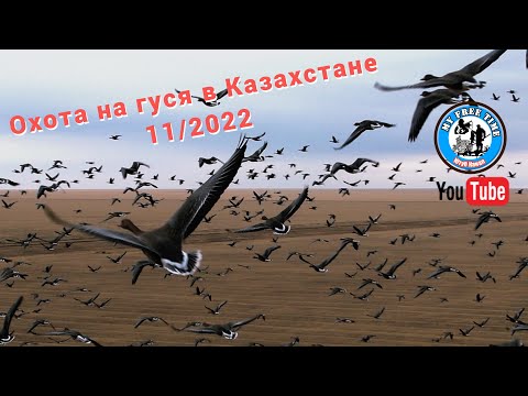 Видео: Охота на Гуся в Казахстане 2022 Северная утка Атаковала гусиные чучела! Съемка дроном! Аркалык 4K