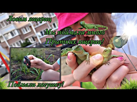 Видео: Поймали МНОГО ПРЫТКИХ / Ловля ящериц