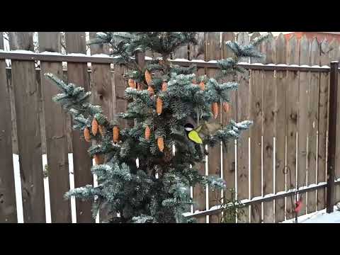 Видео: Обзор сада. Функциональный декор. Эстетичные укрытия для растений. Садовый архив 22.11.23.