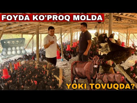 Видео: Молхонани Бузиб Ташлаб Урнига Товукхона Курдим! Андижон Кора Товуклари ва Жужалирини Бокиш Сирлари