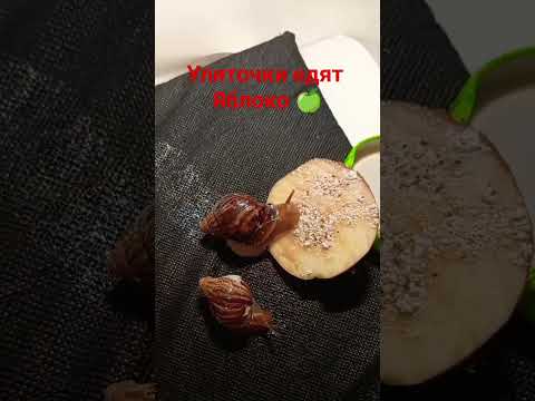 Видео: #snail #ахатины Замедленная съёмка , как едят улитки, как кормить улиток Ахатин? #улитка