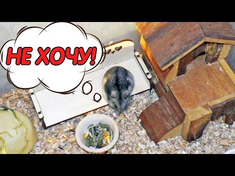 Видео: Что делать если хомяк не ест корм?