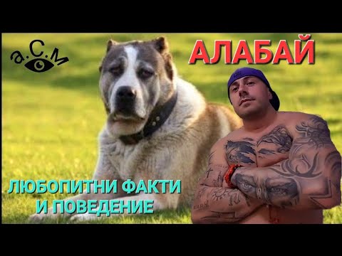 Видео: АЛАБАЙ - ЛЮБОПИТНИ ФАКТИ И ПОВЕДЕНИЕ    а.С.м