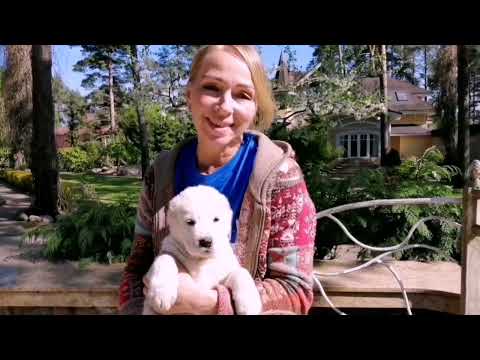 Видео: Воспитание малышей САО,  возраст1-2месяца. что нужно знать владельцу