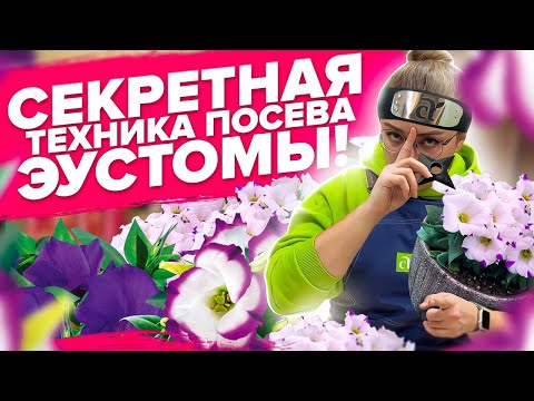 Видео: ПОСЕЙТЕ ЭУСТОМУ ТАК!