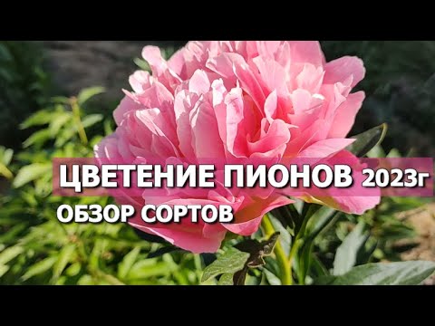Видео: ЦВЕТЕНИЕ ПИОНОВ В МОЕМ САДУ (сезон 2023г.) | Обзор сортов пионов