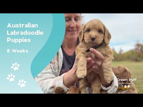 Видео: Мини-щенки австралийского лабрадуделя: Па де Труа (Паззи) x Хоппи (Мистер Хоппи)