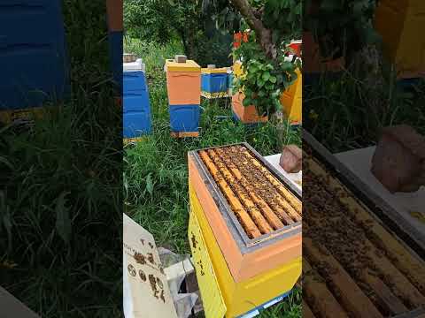 Видео: Шестирамочник. Особенности работы.