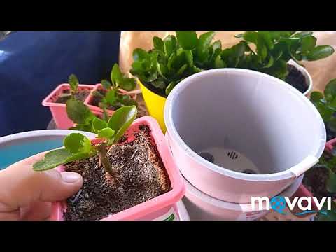 Видео: Каланхоэ групповая посадка.