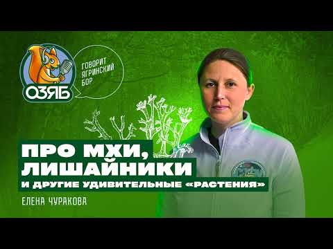 Видео: Про мхи, лишайники и другие удивительные "растения".  Елена Чуракова - бриолог