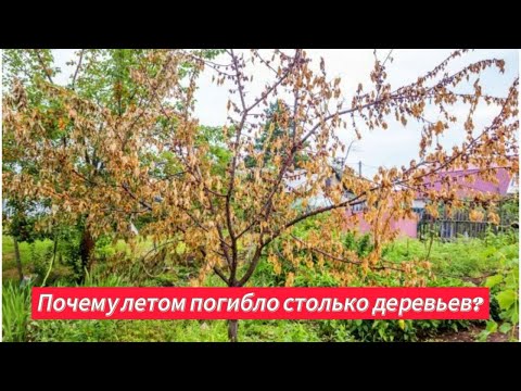 Видео: Дерево неожиданно засохло. В чем причина?