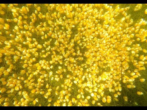 Видео: ❓ На сколько смещается снасть при выгрузке прикормочного кораблика? Подводные съемки!