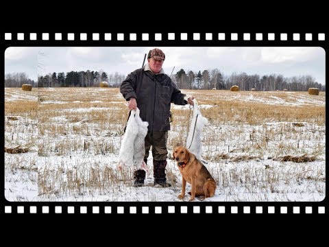 Видео: Охота на зайца с гончей и куча советов от опытного охотника.