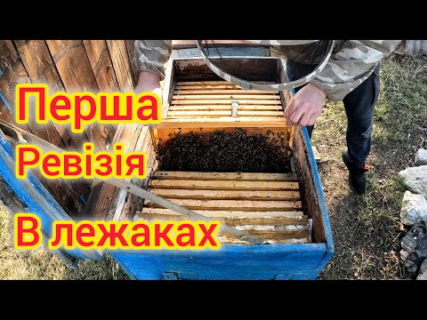 Видео: Стан сімей в лежаках на 5те березня. Розплід,корма.