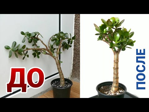 Видео: ДЕНЕЖНОЕ ДЕРЕВО. ПРЕКРАСНОЕ ПРЕОБРАЖЕНИЕ ТОЛСТЯНКИ. ФОРМИРОВАНИЕ КРАССУЛЫ.