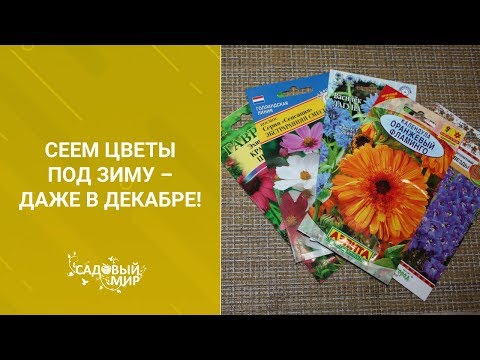 Видео: Сеем цветы под зиму – даже в декабре!