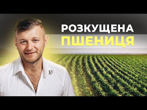 Видео: ГАРНО РОЗКУЩЕНА ПШЕНИЦЯ ВЕСНОЮ - ЩО РОБИТИ?