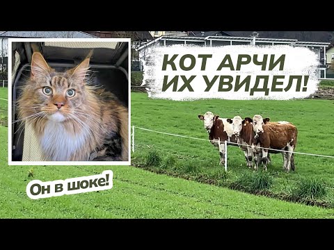 Видео: Коты увидели коров. Кот Арчи в шоке!