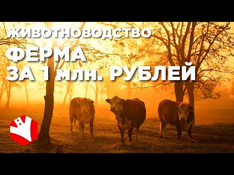 Видео: Ферма за 1 млн. рублей | Мясное животноводство | Фермерское хозяйство с нуля