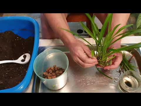 Видео: Домашние растения. Размножение Хлорофитума.