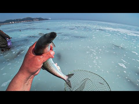 Видео: СОБИРАЮ СЕЛЁДКУ РУКАМИ 🐟 Селёдка кишит