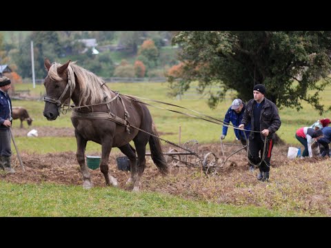 Видео: КОПАННЯ картоплі 3 СПОСОБИ   + оголошуємо переможця конкурсу