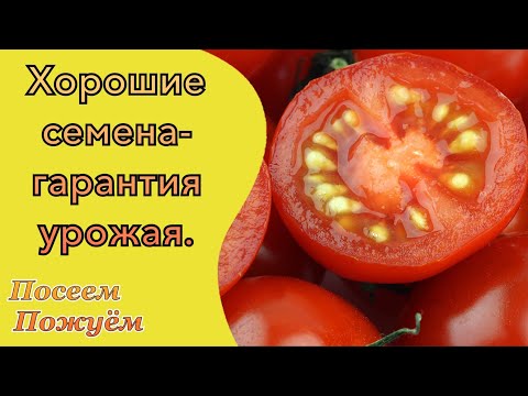 Видео: Правильный сбор семян- гарантия урожая. Посеем Пожуем