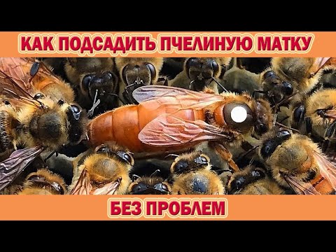 Видео: Как подсадить пчелиную матку без проблем! Эти маленькие хитрости принесут вам желаемый результат!
