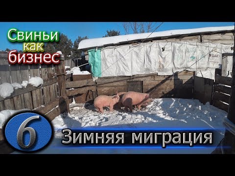 Видео: ПОДГОТАВЛИВАЕМ КЛЕТКИ К ОПОРОСУ