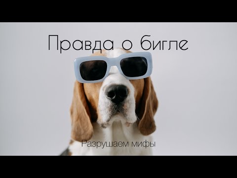 Видео: Правда о породе бигль. Результаты опроса. Разрушаем мифы