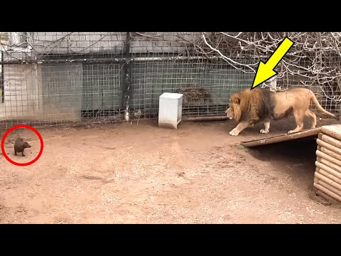 Видео: САМЫЕ НЕВЕРОЯТНЫЕ ИСТОРИИ ДРУЖБЫ ЖИВОТНЫХ