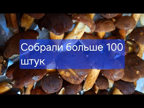 Видео: Грибной сезон-2025 в Беларуси 