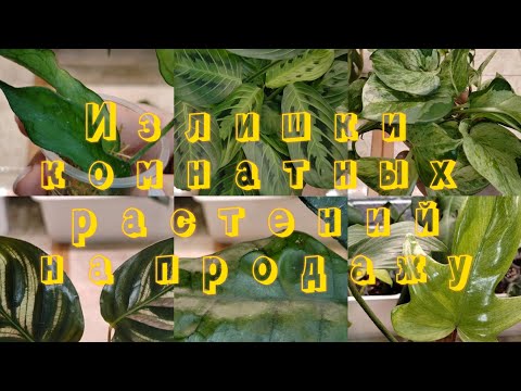 Видео: Излишки моих комнатных растений на продажу