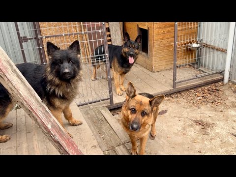 Видео: ОВЧАРКИ ВЕРНУЛИСЬ