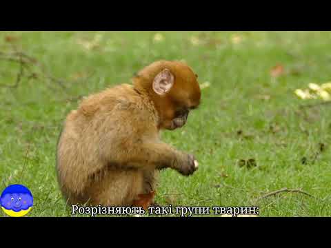 Видео: Свійська та дикі тварини - Я досліджую світ