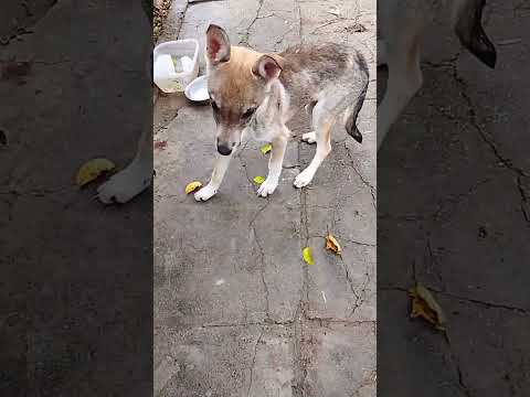 Видео: Нам очень нужна ваша помощь на корм 🙏 помощи нет 😢 тел  Сбер+79951818305 Светлана Владимировна.С.