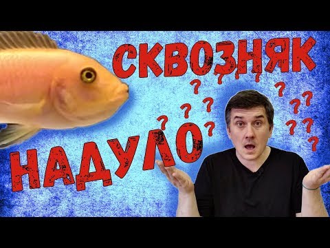 Видео: Немного .... странный нерест / Необычный нерест цихлид / Красная зебра  / Maylandia estherae