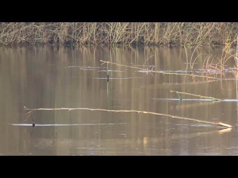 Видео: Риболовля на саморобну жерлицю, велика вода Стоходу