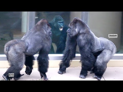 Видео: Самка гориллы пытается остановить возбужденных самцов | Группа Шабани