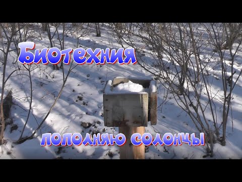 Видео: Биотехния. Маленькая трагедия в лесу.