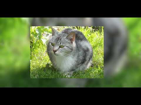 Видео: Марина Ржевская - когда я стану кошкой (speed up)