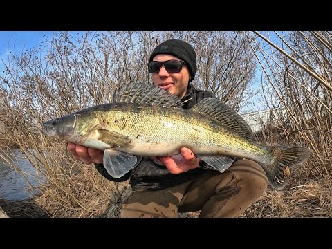 Видео: ВЕСНА - ЧАС БОНУСІВ. Судак та Сом на спінінг