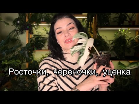 Видео: ОБЗОР растений🌱росточки, череночки, деленки, уценка🌱(18.11.2025)