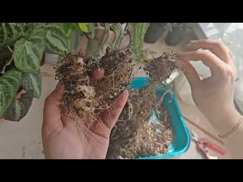 Видео: Диоскорея Дисколор | Пересадка |