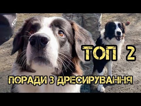 Видео: Дресирування в радість)
