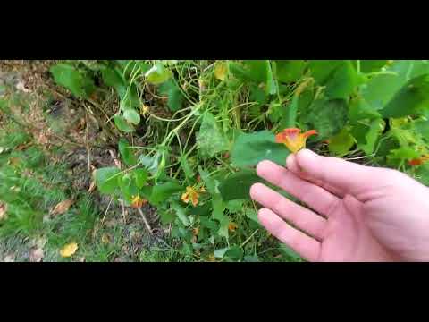 Видео: 30е Ноября 2024г.  Всё минус два , можно и закругляться. Настурция 