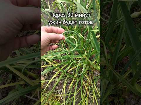 Видео: ЧЕСНОЧНЫЕ СТРЕЛКИ на полноценный УЖИН за 30 минут #рецепт #ужин #еда #чесночныестрелки