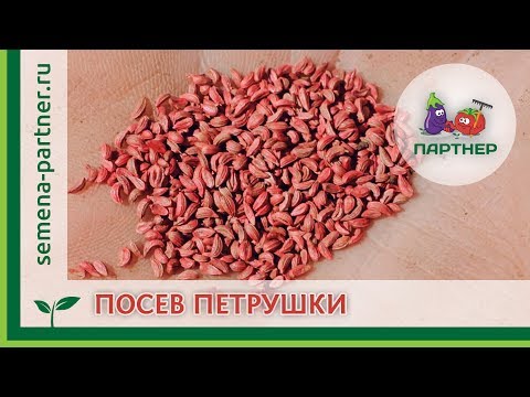 Видео: ЗЕЛЕНЬ – ГЛАВНОЕ В ВАШЕМ ОГОРОДЕ. СЕЕМ ПЕТРУШКУ С "ПАРТНЕРОМ"